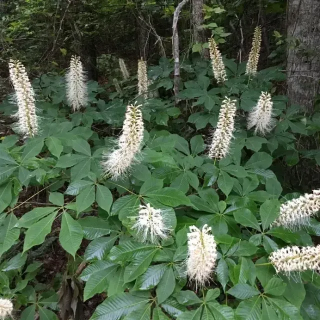 thumbnail for publication: Aesculus parviflora: Bottlebrush Buckeye